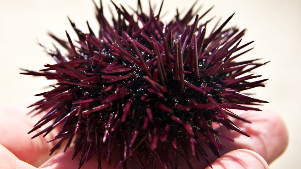 L'oursin violet comestible